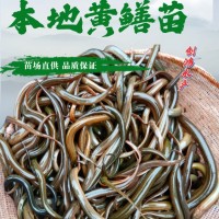 【2023年新苗】優(yōu)質黃鱔苗 花鱔苗 黃鱔魚苗 稻田養殖 養殖包銷